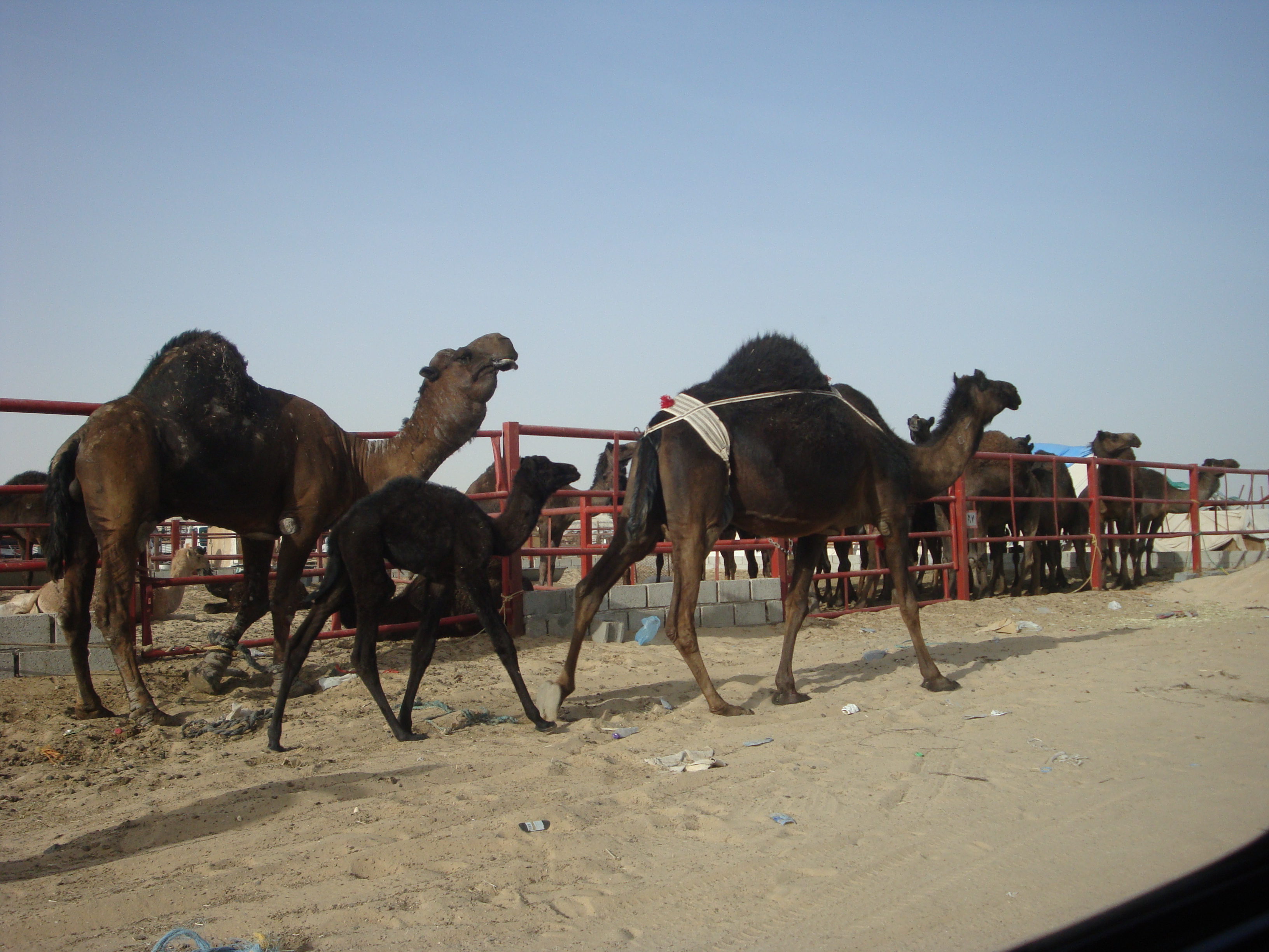 Camels meet many needs. From transportation and livelihoods, to a food source. The meat is common, and their milk is esteemed to. They will use it to bolster an undernourished baby.