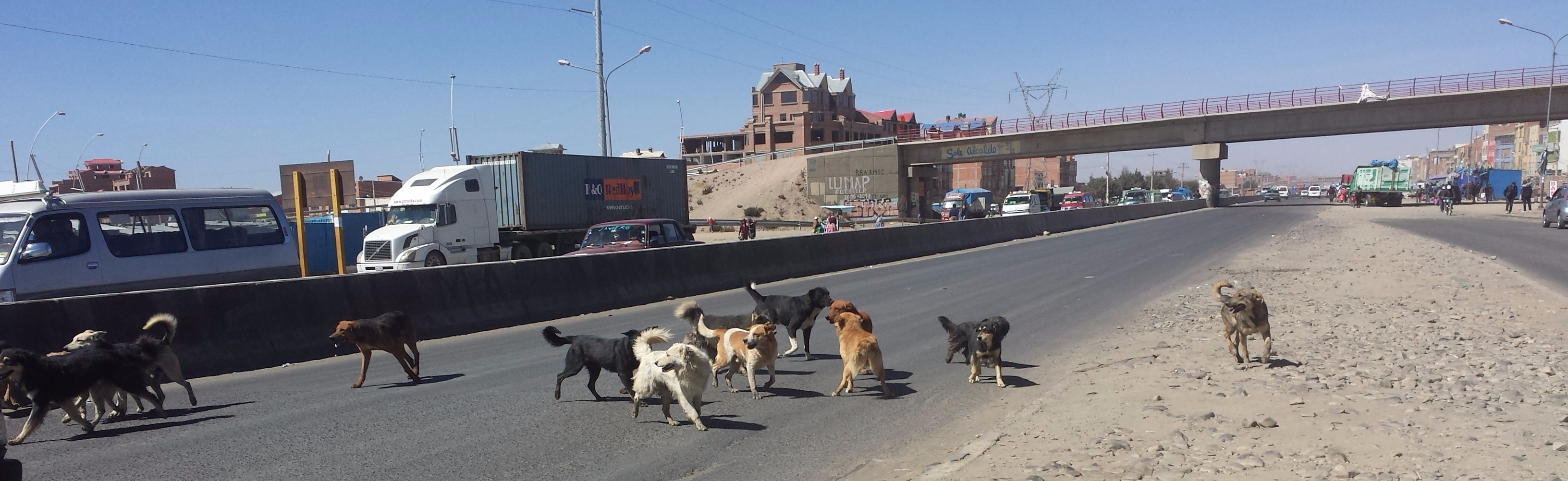 Dog Posse in Los Altos, Bolivia
